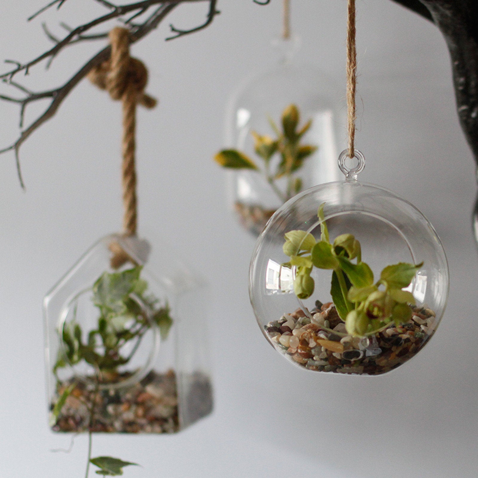 glass bowl hanging plant Glass Terrarium - Globe Hanging Bowl
